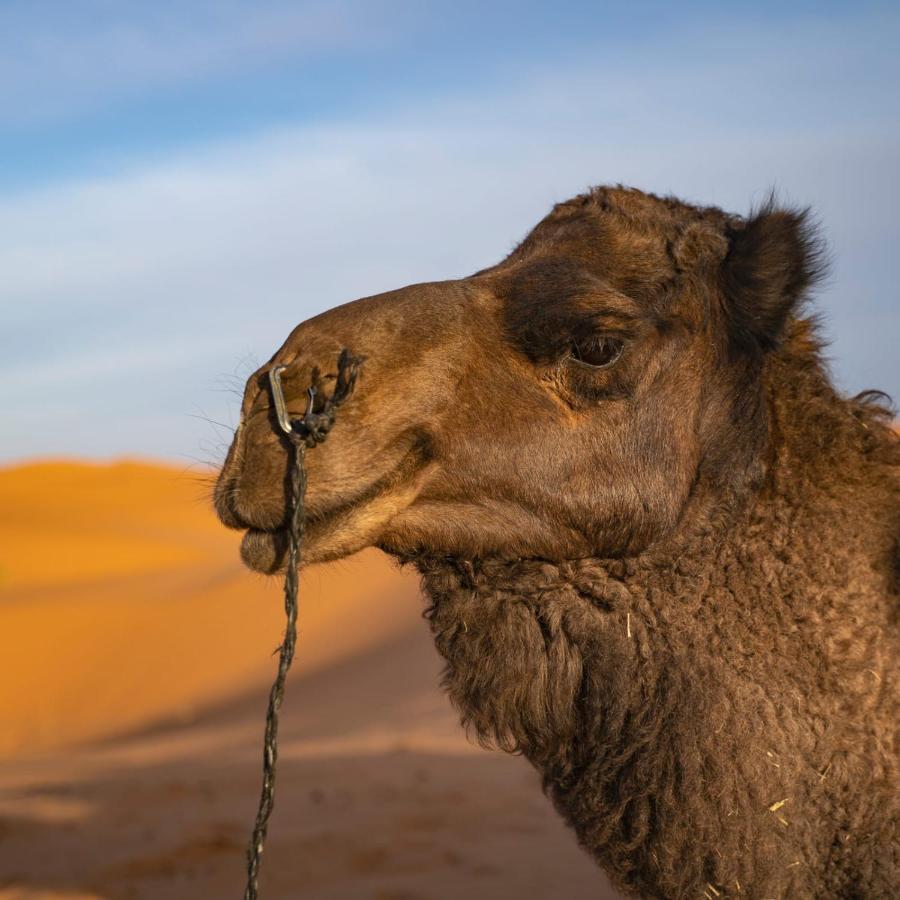 Authentic Desert Luxury Camp Merzouga Dış mekan fotoğraf